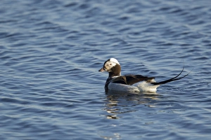 Long-tailed Duck (Clangula hyemalis) adult male, breeding plumage, swimming on lake, Lake Myvatn, Iceland, June