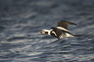 Northern Europe Prints: Long-tailed Duck (Clangula hyemalis) adult male