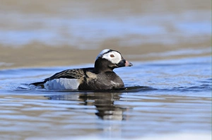 Long-tailed Duck (Clangula hyemalis) adult male, breeding plumage, swimming in arctic lake, Varanger, Norway, june