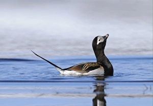 Northern Europe Prints: Long-tailed Duck (Clangula hyemalis) adult male