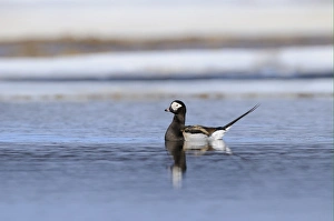 Long-tailed Duck (Clangula hyemalis) adult male, breeding plumage, swimming in arctic lake, Varanger, Norway, june
