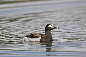 Long-tailed Duck (Clangula hyemalis) adult male, breeding plumage, swimming on lake, Lake Myvatn, Iceland, May