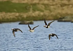 Moults Prints: Long-tailed Duck (Clangula hyemalis) adult males and female