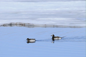 Finnmark Prints: Long-tailed Duck (Clangula hyemalis) adult pair