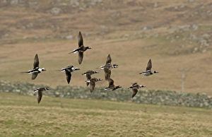 Flock Prints: Long-tailed Duck (Clangula hyemalis) flock