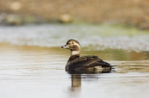 Oldsquaws Prints: Long-tailed Duck (Clangula hyemalis) juvenile, swimming, Norfolk, England, october