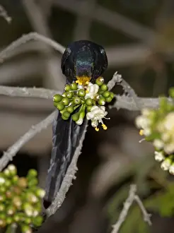 Long-tailed Glossy-starling (Lamprotornis caudatus) adult, feeding on ceiba tree flower pollen, Niokolo-Koba, Senegal, january