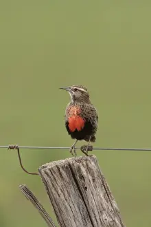 Icterids Prints: Long-tailed Meadowlark (Sturnella loyca) adult female