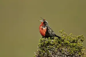 Long-tailed Meadowlark (Sturnella loyca) adult male, singing, perched on bush, Torres del Paine N. P