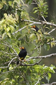 Long Tailed Prints: Long-tailed Myna (Mino kreffti) adult pair