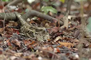Long-tailed Nightjar (Caprimulgus climacurus) adult, sitting amongst leaf litter, Gambia, January