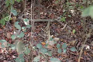 Long-tailed Nightjar (Caprimulgus climacurus) adult, sitting amongst leaf litter, Gambia, January