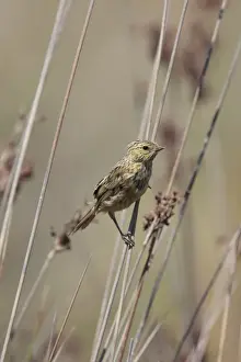 Long Tailed Prints: Long-tailed Reed-finch (Donacospiza albifrons) juvenile
