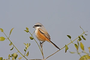 Rajasthan Prints: Long-tailed Shrike (Lanius schach) adult