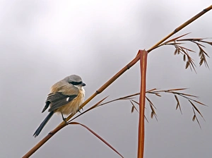 Shrikes Prints: Long-tailed Shrike (Lanius schach) adult, perched on stem, Uttaranchal, India, january