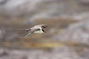 Skua Prints: Long-tailed Skua (Stercorarius longicaudus) adult