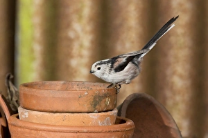 Long-tailed Tit (Aegithalos caudatus) adult, perched on flowerpot, Suffolk, England, February