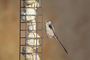 Feeder Prints: Long-tailed Tit (Aegithalos caudatus) adult