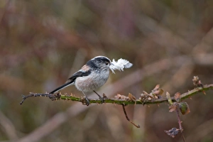 Feather Prints: Long-tailed Tit (Aegithalos caudatus) adult
