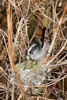 Long-tailed Tit (Aegithalos caudatus) adult, with spider webs nesting material in beak, building unfinished nest, Suffolk, England, march