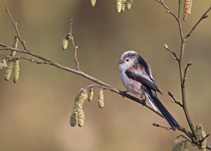 Long-tailed Tit (Aegithalos caudatus) adult, perched on twig with catkins, Peak District, Derbyshire, England, april