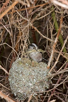Long-tailed Tit (Aegithalos caudatus) adult, with bark nesting material in beak, building unfinished nest, Suffolk, England, march