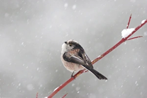 Long-tailed Tit (Aegithalos caudatus) adult, perched on twig in snowstorm, Yorkshire, England, february