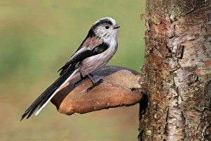 Long-tailed Tit (Aegithalos caudatus) adult, perched on Birch Polypore (Piptoporus betulinus) fruiting body, Leicestershire, England, february