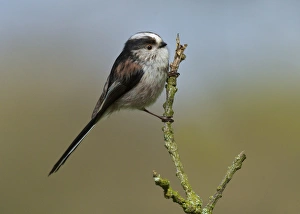 Long-tailed Tit (Aegithalos caudatus) adult, perched on twig, Islesteps, Dumfries and Galloway, Scotland, april