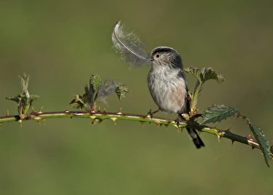 Long-tailed Tit (Aegithalos caudatus) adult, with feather in beak, collecting nesting material for lining nest