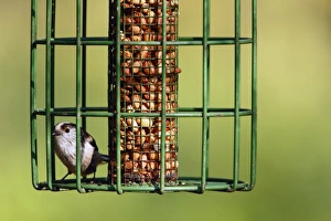 Long-tailed Tit (Aegithalos caudatus) adult, perched on squirrel-proof birdfeeder with peanuts