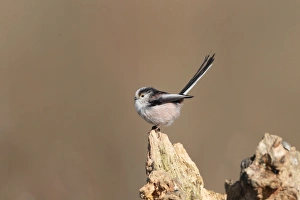 Long-tailed Tit (Aegithalos caudatus) adult, perched on stump, Hadleigh, Suffolk, England, April