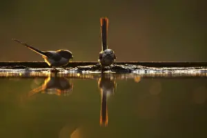 Long-tailed Tit (Aegithalos caudatus) adult and juvenile, standing at edge of forest pool, backlit with reflections at dusk, Hungary