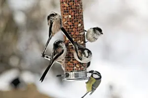 Long-tailed Tit (Aegithalos caudatus) and Blue Tit (Parus caeruleus) adults