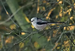Long-tailed Tit (Aegithalos caudatus caudatus) white-headed northern race, adult, perched on twig, Norfolk, England