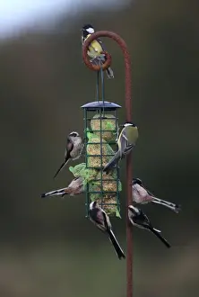 Feeder Prints: Long-tailed Tit (Aegithalos caudatus) and Great Tit (Parus major) mixed flock