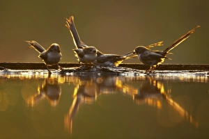 Long-tailed Tit (Aegithalos caudatus) four juveniles, standing at edge of forest pool, backlit with reflections at dusk, Hungary