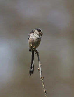 Tailed Prints: Long-tailed Tit carrying food for nesting young
