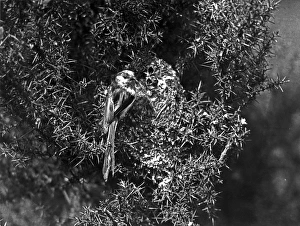 Eric Prints: Long tailed tit at Nest taken in 1929 by Eric Hosking
