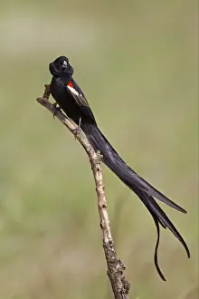 Displays Prints: Long-tailed Widowbird (Euplectes progne) adult male