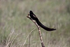 Tailed Prints: Long tailed Widowbird male showing long tail