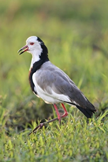 Plovers Prints: Long-toed Lapwing (Vanellus crassirostris) adult