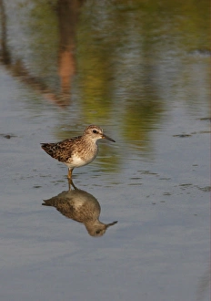 Stint Prints: Long-toed Stint (Calidris subminuta) adult, standing in shallow water, Thailand, february