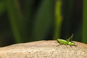 Orthoptera Prints: Long-winged Conehead (Conocephalus discolor) female nymph