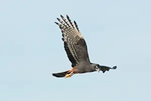 Long-winged Harrier (Circus buffoni) melanistic morph, adult, in flight, Ibera Marshes, Corrientes, Argentina, november