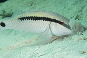 Sipadan Prints: Longbarbel Goatfish (Parupeneus macronema) adult