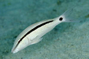 Longbarbel Goatfish (Parupeneus macronema) adult, swimming, Nyata Island, Barat Daya Islands, Lesser Sunda Islands