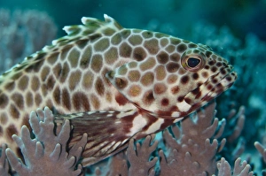 Longfin Grouper (Epinephelus quoyanus) adult, close-up of head, Gili Lawa Darat Island, near Komodo Island, Komodo N. P