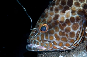 Caught Prints: Longfin Grouper (Epinephelus quoyanus) adult