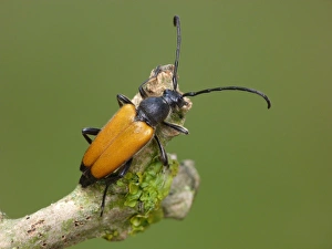 Longhorns Prints: Longhorn Beetle (Leptura rubra) adult, resting on twig